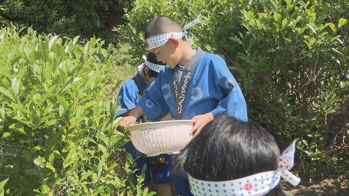 「楽しい思い出の1ページになれば」今年度で閉校の小学校　最後の茶摘み　山口・光　|　山口のニュース・天気・防災｜tys NEWS｜ｔｙｓテレビ山口