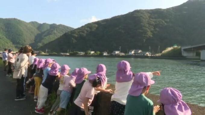 川に体長6メートル程のジンベエザメが迷い込む 海遊館が高知沖に調査用に放流したジンベエザメか… 愛媛・宇和島市　|　愛媛のニュース - Nスタえひめ｜あいテレビは6チャンネル