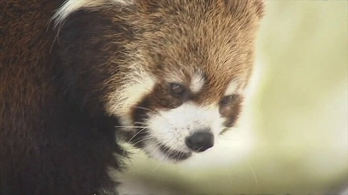 新たにレッサーパンダも　甲府市の遊亀公園附属動物園　リニューアル後の詳細なレイアウト発表　|TBS NEWS DIG