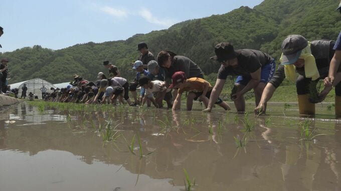 「これがあの、おいしいお酒に」　日本酒造りの工程・酒米の苗植え体験会　県内外から120人参加　岩手・大槌町|TBS NEWS DIG