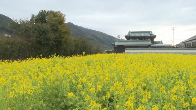 春を先取り～「菜の花」見ごろ迎える　|　山口のニュース・天気・防災｜tys NEWS｜ｔｙｓテレビ山口