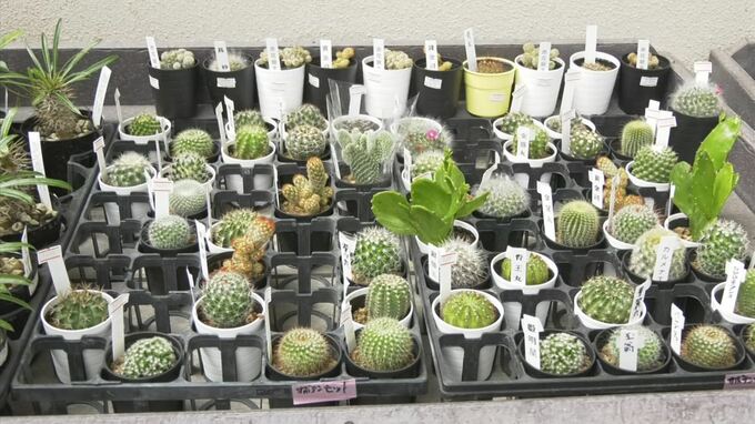 個性豊かな多肉植物１００種類「多肉パラダイス」開催中　|　BSSニュース | BSS山陰放送