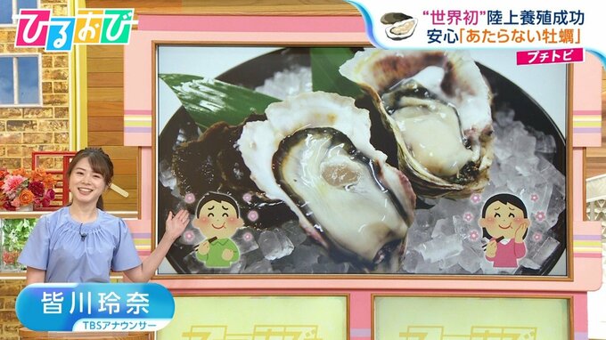生放送で生ガキ試食！？夢の「あたらない牡蠣」世界初の完全陸上養殖に成功【ひるおび】|TBS NEWS DIG