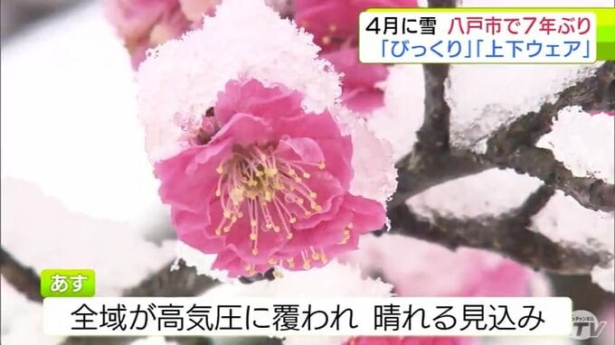 青森県八戸市で7年ぶりに“4月の雪”　ウメの花も雪かぶる　市民からは驚きの声「ここまで寒いとは…」「上下をウェアにしました」　3日は県内全域が高気圧に覆われ春の暖かさが戻る見込み|TBS NEWS DIG