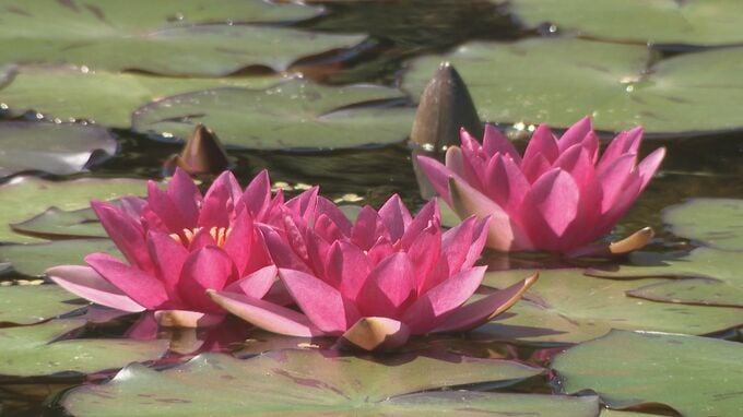 金沢城や兼六園・自生する草花を知る 「四季の花めぐりツアー」|TBS NEWS DIG