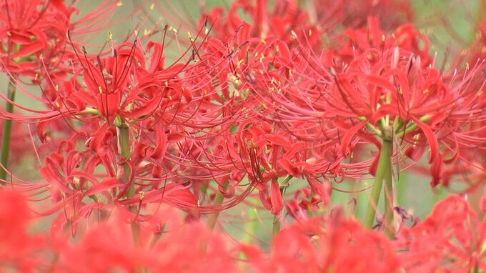 秋の訪れ...鮮やかな美しい「ヒガンバナ」児島湖花回廊で見学会【岡山】|TBS NEWS DIG