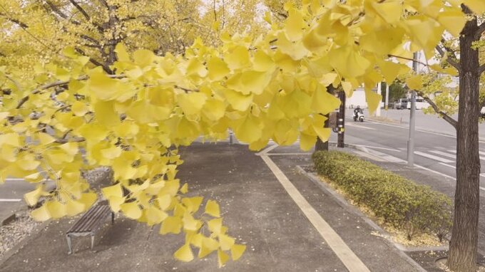 秋の空に黄色く輝く葉が続く　芸術の森公園のイチョウ並木　甲府市|TBS NEWS DIG
