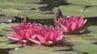 金沢城や兼六園・自生する草花を知る 「四季の花めぐりツアー」　|　石川県のニュース｜MRO北陸放送