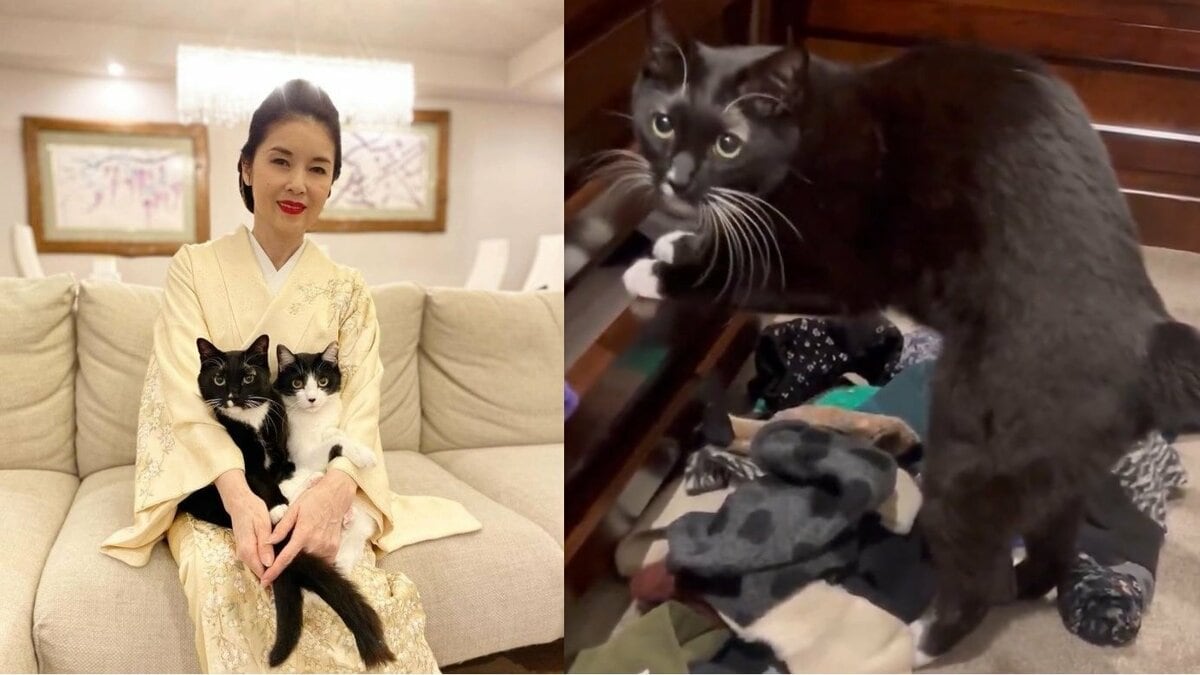 ねこ】藤あや子さんの愛猫・マル 日課？に精を出す「せっせと靴下
