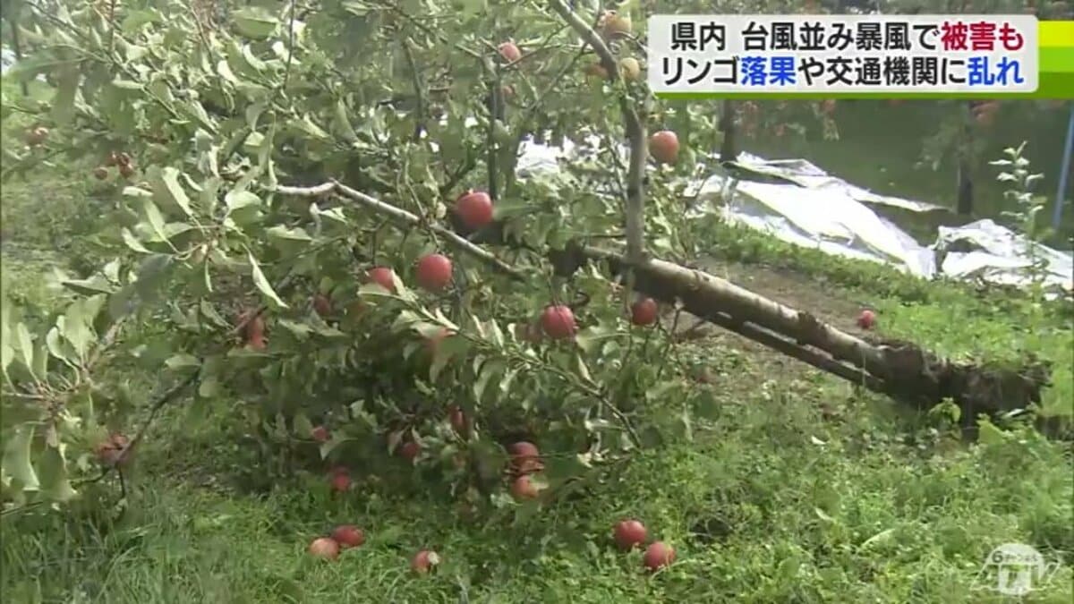 台風並みの暴風で「リンゴの木」折れる… 秋の嵐でリンゴ約1000個落果