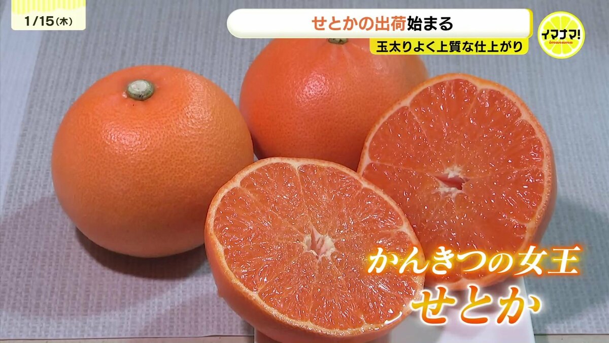 1玉1000円超！「柑橘の女王」せとかの出荷始まる 広島・尾道から濃厚な