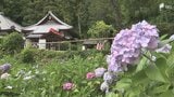 「初めてこんなにたくさんの種類を見た」約1万3000株のアジサイが見ごろを迎えた「あじさい寺」極楽寺=静岡・森町|TBS NEWS DIG