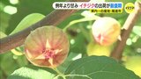 イチジクの出荷が最盛期 例年より甘味強く 広島・尾道市|TBS NEWS DIG