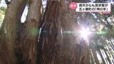 「神の手」と話題 五ケ瀬町「祇園の大ヒノキ」 | MRTニュース | MRT宮崎放送