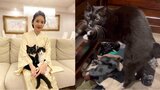 【ねこ】藤あや子さんの愛猫・マル　日課？に精を出す「せっせと靴下掘り出すなーーーーーー！！！」|TBS NEWS DIG