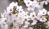 【2026 桜情報】2026年桜前線が北上へ…富山市の標本木は3月31日開花予想　金沢・福井と北陸三県一斉に開花へ　ウェザーニュース|TBS NEWS DIG