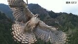 【ドローン墜落】鳥がぶつかってきた“その瞬間”！羽を広げ目を見開きながら…　約１０万円のドローンが壊れても撮影者は「鳥にけががありませんように」　|　MBSニュース | 関西の最新ニュースを分かりやすく。