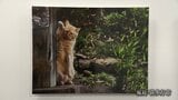 ネコに「お前も写真うまくなったな」と言われたい...動物写真家・岩合光昭さんが語る撮影秘話|TBS NEWS DIG