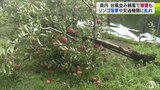 台風並みの暴風で「リンゴの木」折れる…　秋の嵐でリンゴ約1000個落果・海上では「やぐら」倒壊　急速に発達する低気圧の影響で大荒れの青森県内|TBS NEWS DIG
