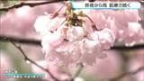 仙台で雨降り続く　24時間降水量は30ミリ超えのところも　見頃迎えたコヒガンザクラにも雨|TBS NEWS DIG