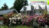 100種類以上のバラが見頃に 優雅な魅力と気品あふれる花々に訪れた人もうっとり「見事に咲いてる」「香りがすごくいい」 青森県平川市のオープンガーデン「大きなくりの木の下で」|TBS NEWS DIG