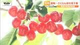 【5月】さくらんぼの双子果 高温の影響で県内に大打撃 2024年 TUY NEWS DIGランキングに入らなかった月ごとの注目ニュース(山形) | 山形のニュース│TUYテレビユー山形