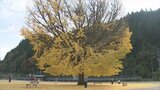 閉校グラウンドの樹齢100年「大イチョウ」　イベント前に半分以上散る　|　BSSニュース | BSS山陰放送