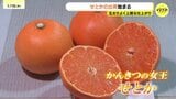 1玉1000円超！「柑橘の女王」せとかの出荷始まる　広島・尾道から濃厚な甘みと香りを全国へ　|　RCC NEWS | 広島ニュース | RCC中国放送