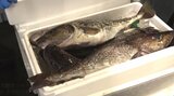 本州屈指の水揚げ量の岩手・宮古市で真鱈まつり 多くの買い物客でにぎわう|TBS NEWS DIG