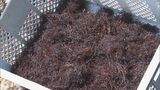 味噌汁の具や酢の物に…三重・鳥羽市で「フノリ」漁が盛ん 海水温の上昇などで「ひじき」の不漁が続く | 名古屋・愛知・岐阜・三重のニュース【CBC news】 | CBC web