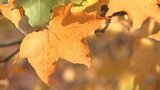 高松の池ではカエデ、モミジが色づき始め 岩手県内朝の最低気温平年上回る|TBS NEWS DIG