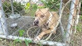 体長1メートルのピットブルが住宅地を徘徊 深夜に民家の飼い犬を襲いかみ殺す 住人は無事 | 沖縄のニュース|RBC 琉球放送