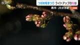 樹齢100年以上の桜が20本ほど ライトに照らされ… 夜桜でホームは幻想的な雰囲気に 新潟県JR分水駅|TBS NEWS DIG