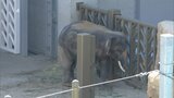 福岡市動物園のアジアゾウ全面公開が延期に | 福岡のニュース|RKB NEWS|RKB毎日放送