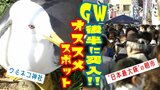 ゴールデンウィーク後半におすすめ! 3万羽超の『ウミネコ』集う神社と『日本最大級』の朝市 朝市名物は『しおてば®』と『場内アナウンス』!? 「ピンポンパンポン~♪きょう植えたらキャベツになります」 | 青森のニュース│ATV NEWS│青森テレビ