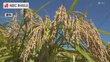 長崎県産米のことしの予想収穫量「平年並み」（9月25日現在）　|　長崎のニュース | 天気 | NBC長崎放送