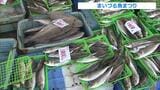 サバやタイなど新鮮な魚介類がずらり!恒例の「まいづる魚まつり」 魚のつかみ取りスペースで袋いっぱいに詰める人の姿 京都・舞鶴市|TBS NEWS DIG