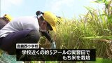 昔ながらの鎌を使って 高鍋町の小学生が稲刈り体験|TBS NEWS DIG