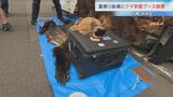 夏祭り会場にクマ学習ブース設置　札幌・円山西町内会「クマに強い地域づくり」目指す　|　北海道のニュース｜HBC北海道放送