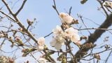 3連休初日に静岡県で「サクラの開花宣言」 花を楽しむ「浜名湖花フェスタ2026」も開幕 はままつフラワーパークでスイセンやチューリップ見頃に=静岡　|　静岡のニュース | SBSNEWS | 静岡放送