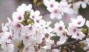 【2026 桜情報】2026年桜前線が北上へ…富山市の標本木は3月31日開花予想　金沢・福井と北陸三県一斉に開花へ　ウェザーニュース　|　富山のニュース｜天気・防災｜チューリップテレビ