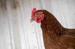 食肉加工大手ＢＲＦ、トランプ貿易戦争でブラジル鶏肉輸出促進を期待| TBS CROSS DIG with Bloomberg