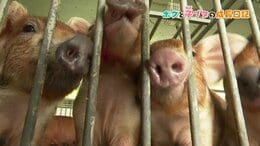 「こんなに悲しいなら"我が子"と言わなきゃ良かった。でも…」農業高校生＜涙の青春記＞育てたブタが肉になるまで|TBS NEWS DIG
