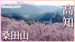 山里から 春の便りを桜にのせて 高知県須崎市【JNN sakuraドローンDIG 2023】|TBS NEWS DIG