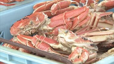 初開催 とっとり蟹謝祭 かにしゃさい カニグルメを堪能 平井知事のダジャレじゃないよ Tbs News Dig フォトギャラリー