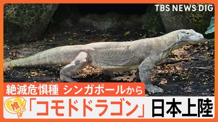 現代の恐竜” コモドドラゴンが来日 巨体なのに俊足…その速さ時速20キロ