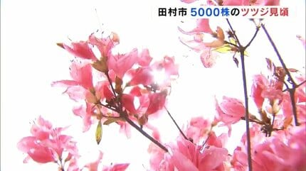 5000株のツツジ見頃 田村市の堂山つつじ公園 50年前から園主が植栽