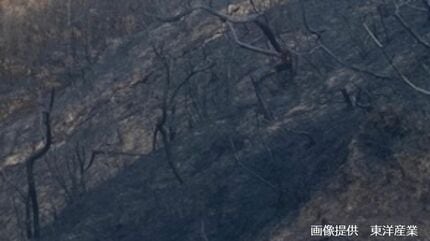 大規模な山林火災のあとに広がる生態系「死の世界」 20日目に鎮火した