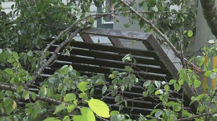 家の向かいの木が倒れた」高さ約10mのサクラの木が倒れ市道塞ぐ 付近の