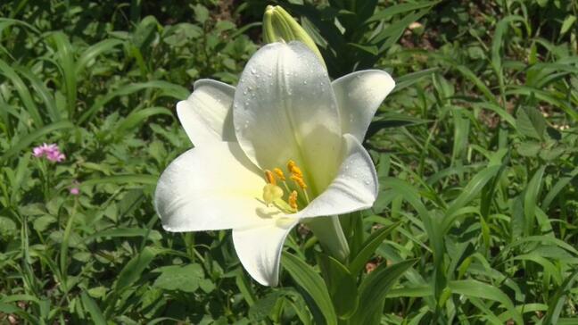 テッポウユリの花咲き誇る　沖縄市の県総合運動公園|TBS NEWS DIG